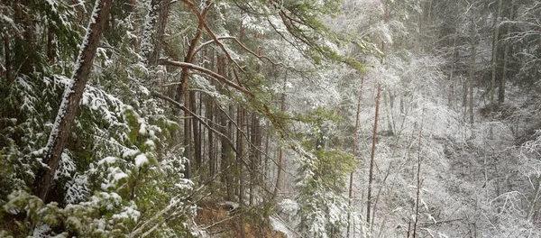 Görkemli Yeşil Bir Ormanda Karla Kaplı Tepeler Güçlü Çam Çam — Stok fotoğraf