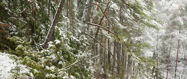 Hóval Borított Benőtt Dombok Egy Fenséges Örökzöld Erdőben Hatalmas Fenyő — Stock Fotó