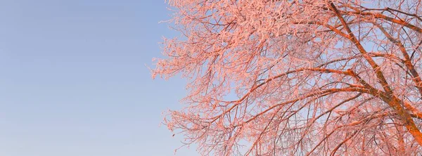 Mächtiger Baum Gegen Strahlend Blauen Himmel Zweige Mit Raureif Bedeckt — Stockfoto