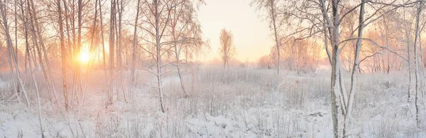 Güneş doğarken, karla kaplı, yemyeşil bir ormanın atmosferik manzarası. Saf altın güneş ışığı. Güçlü ağaçlar, ağaç kütükleri, kar tepeleri. Kış Harikalar Diyarı. Mevsimler, ekoloji, eko-turizm, Noel tatilleri