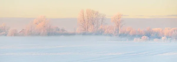Atmospheric Landscape Snow Covered Field Forest Meadow Sunrise Pure Golden — Fotografia de Stock