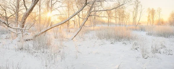Güneş doğarken, karla kaplı, yemyeşil bir ormanın atmosferik manzarası. Saf altın güneş ışığı. Güçlü ağaçlar, ağaç kütükleri, kar tepeleri. Kış Harikalar Diyarı. Mevsimler, ekoloji, eko-turizm, Noel tatilleri