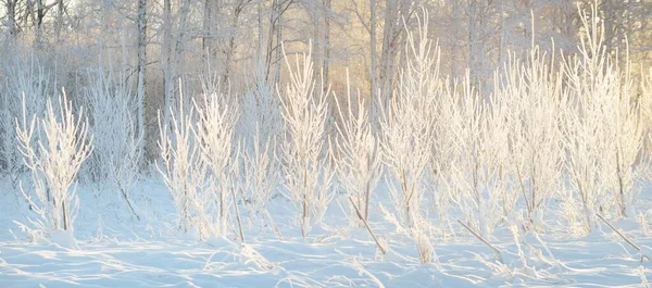 吹雪の後に雪に覆われた常緑の森 若い落葉樹 大気の風景 冬の不思議の国 森林伐採 森林再生 生態系 — ストック写真