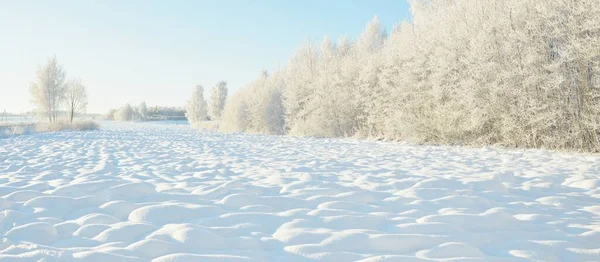 Met Sneeuw Bedekte Bomen Vorst Bosweide Puur Zonlicht Heldere Blauwe — Stockfoto