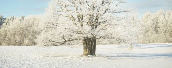 Kudretli meşe ağacı, karla kaplı tarla, taze karda insan izleri. Orman çayırı. Saf güneş ışığı. Kış Harikalar Diyarı. Ekoloji, eko turizm, çevre koruma, noel tatilleri, kayak