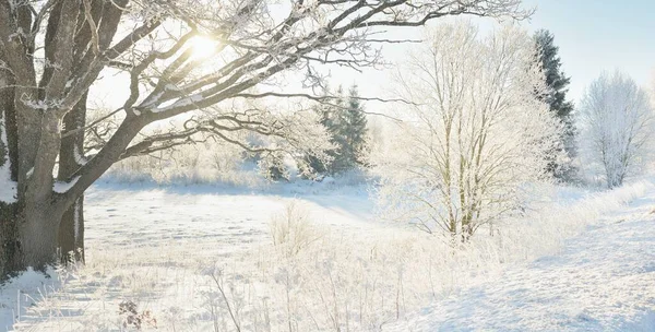 Güneşli bir günde karla kaplı orman parkına giden yol. Güçlü ağaçlar, don, yumuşak güneş ışığı. Kış Harikalar Diyarı. Idyllic manzara. Noel tatilleri, eko turizm, yürüyüş, kayak temaları