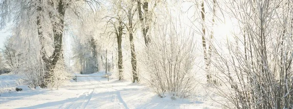 晴れた日に雪に覆われた森林公園を通過します 強力な木 柔らかい日差し 冬の不思議の国 牧歌的な風景です クリスマス休暇 エコツーリズム ハイキング スキーのテーマ — ストック写真