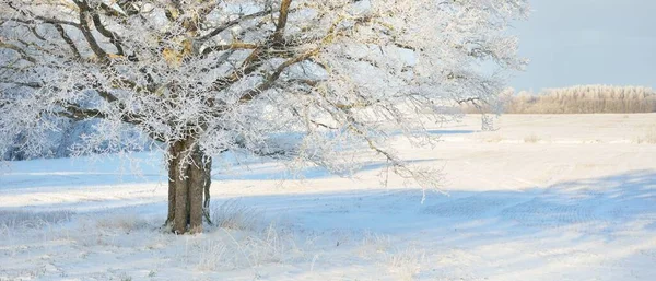 Mighty Oak Tree Snow Covered Field Human Tracks Fresh Snow — Stock Photo, Image