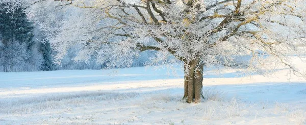 Могучий Дуб Заснеженное Поле Человеческие Следы Свежем Снегу Лесной Луг — стоковое фото