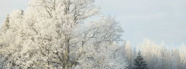 Ulu Meşe Ağacı Orman Çayırı Saf Güneş Işığı Açık Mavi — Stok fotoğraf