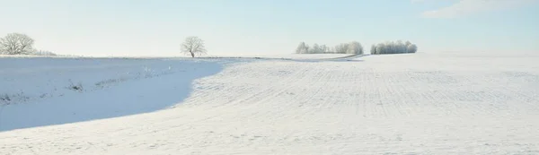 Forest Meadow Country Field Pure Sunlight Clear Blue Sky Winter — Stock Photo, Image