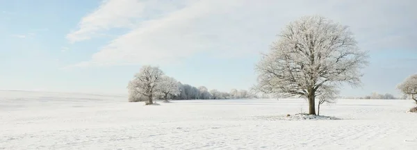 Mighty Oak Tree Snow Covered Field Human Tracks Fresh Snow — стоковое фото