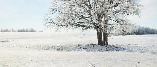 Kudretli meşe ağacı, karla kaplı tarla, taze karda insan izleri. Orman çayırı. Saf güneş ışığı. Kış Harikalar Diyarı. Ekoloji, eko turizm, çevre koruma, noel tatilleri, kayak