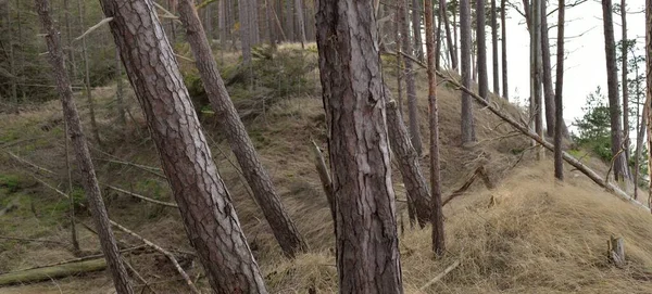 Orilla Del Mar Báltico Dunas Arena Majestuoso Bosque Siempreverde Poderosos —  Fotos de Stock