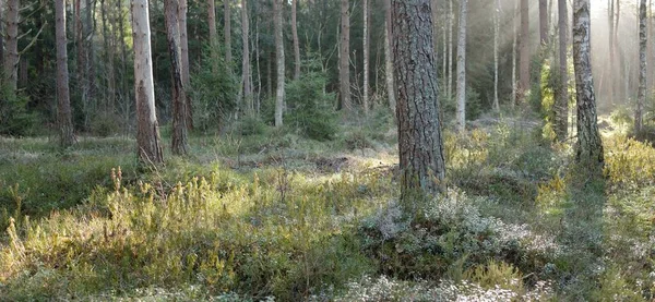 Majestätisk Vintergrön Skog Mäktiga Tall Och Gran Träd Mossa Ormbunke — Stockfoto