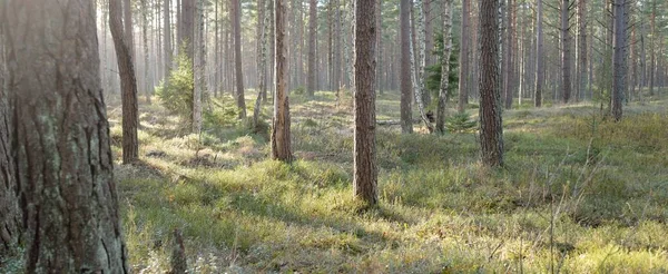 Majestätischer Immergrüner Wald Mächtige Kiefern Und Fichten Moos Farne Pflanzen — Stockfoto