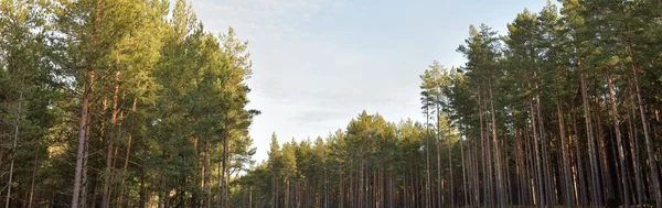 Μεγαλοπρεπές Καταπράσινο Δάσος Δυνατά Πεύκα Και Έλατο Μαλακό Φως Νωρίς — Φωτογραφία Αρχείου