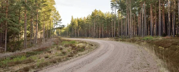 Vägen Landsvägen Genom Den Majestätiska Vintergröna Skogen Mäktiga Tall Och — Stockfoto