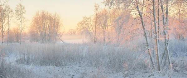 Güneş doğarken, karla kaplı, yemyeşil bir ormanın atmosferik manzarası. Saf altın güneş ışığı. Güçlü ağaçlar, ağaç kütükleri, kar tepeleri. Kış Harikalar Diyarı. Mevsimler, ekoloji, eko-turizm, Noel tatilleri