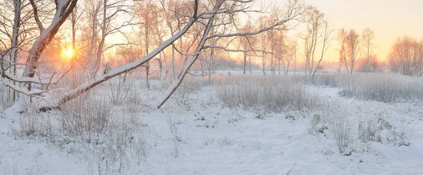 Güneş doğarken, karla kaplı, yemyeşil bir ormanın atmosferik manzarası. Saf altın güneş ışığı. Güçlü ağaçlar, ağaç kütükleri, kar tepeleri. Kış Harikalar Diyarı. Mevsimler, ekoloji, eko-turizm, Noel tatilleri