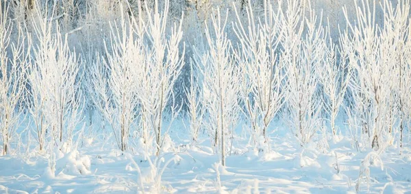 Сніговий Покритий Вічнозеленим Лісом Після Хуртовини Молоді Листяні Дерева Атмосферний — стокове фото