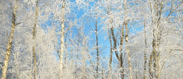 Snow Covered Trees Hoarfrost Forest Meadow Pure Sunlight Clear Blue — Fotografia de Stock