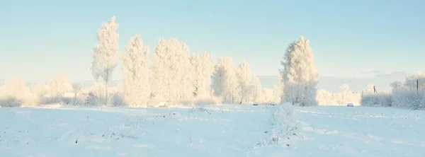 Snow Covered Trees Hoarfrost Forest Meadow Pure Sunlight Clear Blue — Photo