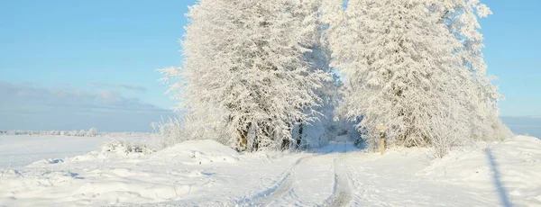 Pathway Snow Covered Forest Park Sunny Day Mighty Trees Frost — Photo