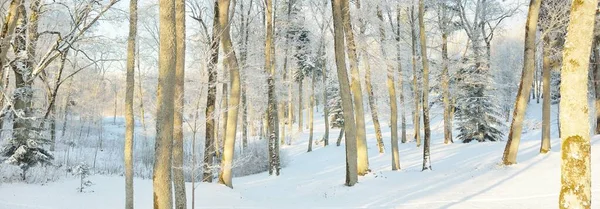 Μονοπάτι Μέσα Από Χιονισμένο Δασικό Πάρκο Μια Ηλιόλουστη Μέρα Δυνατά — Φωτογραφία Αρχείου