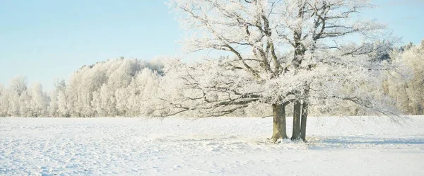 強大なオークの木 雪に覆われたフィールド 新鮮な雪の中で人間のトラック 森の牧草地 純粋な太陽の光 冬の不思議の国 生態系 エコツーリズム 環境保全 クリスマス休暇 — ストック写真