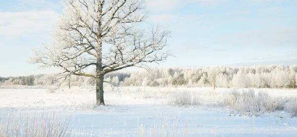 Kudretli meşe ağacı, karla kaplı tarla, taze karda insan izleri. Orman çayırı. Saf güneş ışığı. Kış Harikalar Diyarı. Ekoloji, eko turizm, çevre koruma, noel tatilleri, kayak