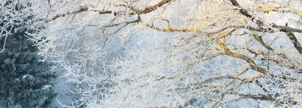 オークの木だ 森の牧草地 純粋な太陽の光 澄んだ青空 冬の不思議の国 生態系 エコツーリズム 環境保全 クリスマス休暇 スキー — ストック写真