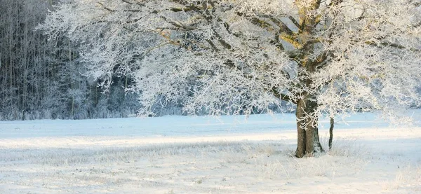 Kudretli Meşe Ağacı Karla Kaplı Tarla Taze Karda Insan Izleri — Stok fotoğraf