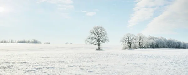 高大的橡树 覆盖着积雪的田野 人迹罕至的雪地 森林草地 纯净的阳光冬天的仙境生态 生态旅游 环境保护 圣诞节假期 — 图库照片