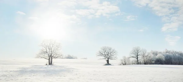 高大的橡树 覆盖着积雪的田野 人迹罕至的雪地 森林草地 纯净的阳光冬天的仙境生态 生态旅游 环境保护 圣诞节假期 — 图库照片