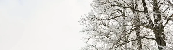 Snow Covered Trees Pure Sunlight Clear Blue Sky Winter Wonderland — Foto de Stock
