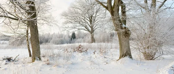 Kırsal alanda, karla kaplı tarlaların içinden geçen köy yolu. Arabadan görüntü. Kar sürükleniyor. Avrupa. Doğa, Noel tatilleri, uzak yerler, kış lastikleri, tehlikeli sürüş konsepti