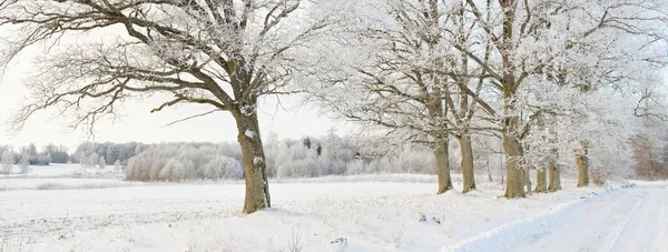 Estrada Rural Através Dos Campos Cobertos Neve Área Rural Vista — Fotografia de Stock