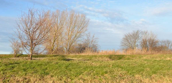 Açık mavi gökyüzü, orman parkının üzerinde parlayan bulutlar. Ağaç siluetleri. Bulutlar. Bahar. Meteoroloji, ekoloji, iklim değişikliği, din, cennet, umut, barış, grafik kaynakları, kopyalama alanı