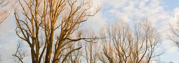 清澈的蓝天 森林公园上方闪烁着灿烂的云彩 树的轮廓 云彩景观 气候变化 图像资源 复制空间 — 图库照片