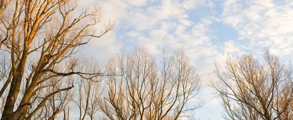 Açık Mavi Gökyüzü Orman Parkının Üzerinde Parlayan Bulutlar Ağaç Siluetleri — Stok fotoğraf
