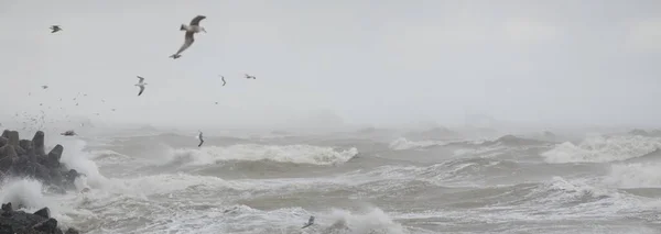 Baltic Sea Fog Waves Splashing Water Storm Breakwaters Flying Seagulls — Photo