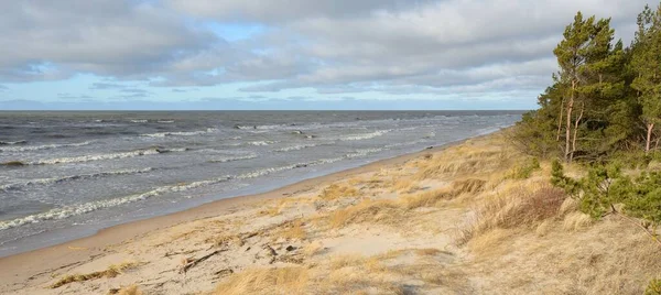 Fırtınadan sonra Baltık Denizi. Kum tepeleri, altın kum tepeleri, görkemli yeşil çam ormanları. Resimli manzara, deniz manzarası, doğa. Panoramik manzara. Ekoloji, eko turizm, yürüyüş kavramları