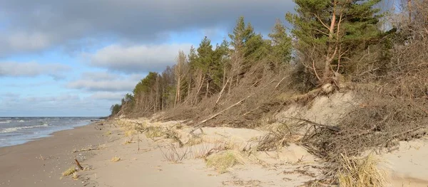 Fırtınadan sonra Baltık Denizi. Kum tepeleri, altın kum tepeleri, görkemli yeşil çam ormanları. Resimli manzara, deniz manzarası, doğa. Panoramik manzara. Ekoloji, eko turizm, yürüyüş kavramları