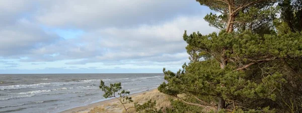Baltic Sea Storm Sand Dunes Golden Dune Grass Majestic Evergreen — Photo