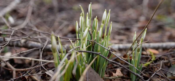 Ormanda küçük kır çiçekleri (Galanthus). Çiçek tomurcuğu. Kış sıcağı, Avrupa 'nın ilkbaharı. Saflığın, huzurun, sevincin sembolü. Başlangıç olarak, Paskalya konsepti. Doğa, çevre, ekoloji