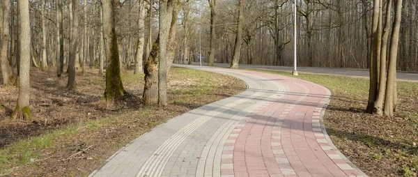 Modern Slingrande Gång Och Cykelväg Genom Skogsparken Tidig Vår Mäktiga — Stockfoto