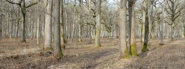 Orman parkına giden yol. Sonbahar renkleri, yumuşak güneş ışığı. Güçlü ağaçlar, kuru bitkiler, yosun, altın yapraklar. Baharın başında. Atmosferik manzara. Doğa, çevre. Panoramik görünüm