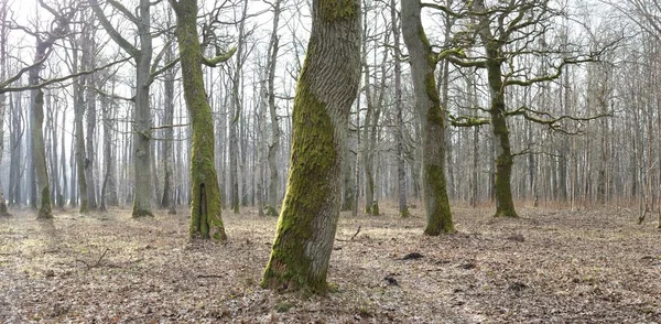Vägen Genom Skogsparken Höstfärger Mjukt Solljus Mäktiga Träd Torra Växter — Stockfoto