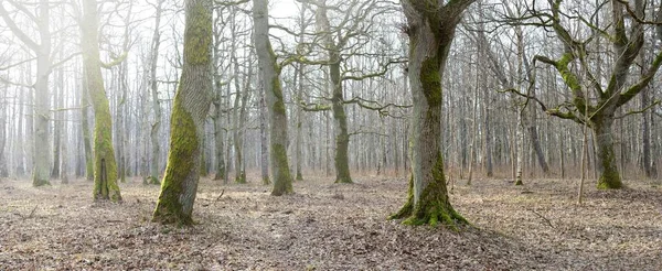 Orman parkına giden yol. Sonbahar renkleri, yumuşak güneş ışığı. Güçlü ağaçlar, kuru bitkiler, yosun, altın yapraklar. Baharın başında. Atmosferik manzara. Doğa, çevre. Panoramik görünüm